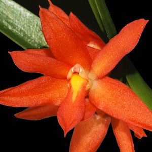 Hexisea bidentata
