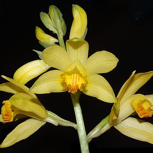 Phaius flavus - Synonym: Phaius maculatus