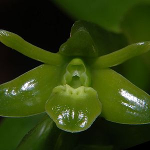 Epidendrum latilabre