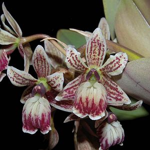 Epidendrum marmoratum