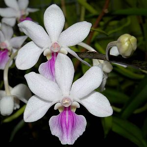 Holcoglossum amesianum