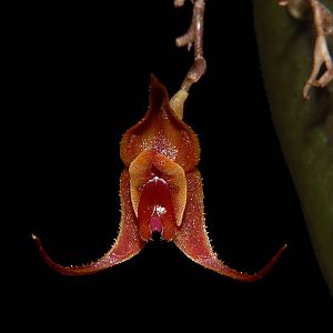 Lepanthes inca