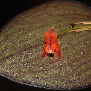 Lepanthes aurorae