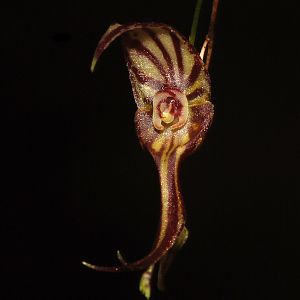 Lepanthes rutrum