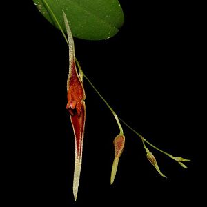 Lepanthes ionoptera