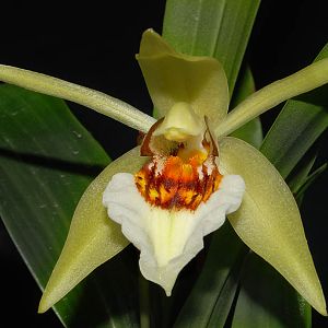 Coelogyne lawrenceana