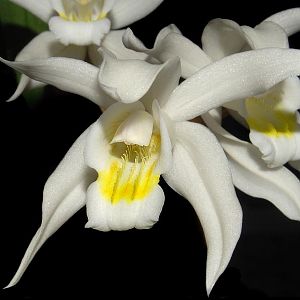 Coelogyne cristata var. lemonica