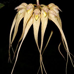 Bulbophyllum sanguineopunctatum
