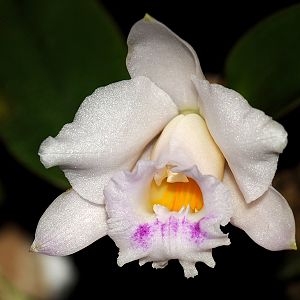 Laelia alaorii