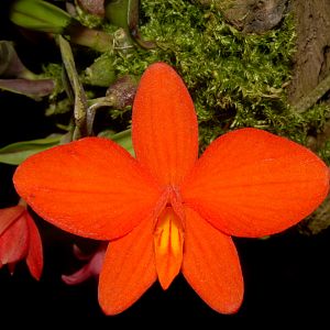 Cattleya pygmaea