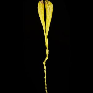 Bulbophyllum contortisepalum