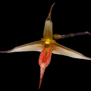Bulbophyllum macrochilum