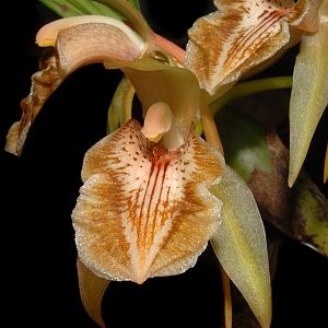 Coelogyne brunnea