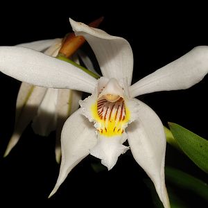 Coelogyne sanderiana