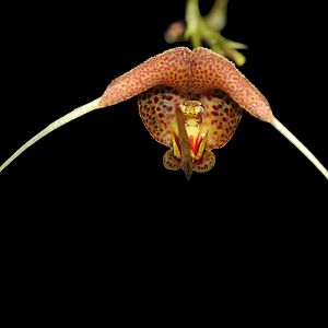 Scaphosepalum swertifolium