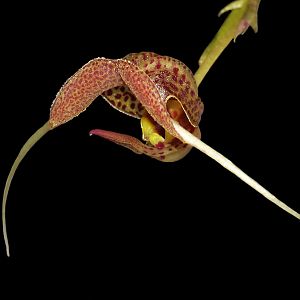 Scaphosepalum swertifolium