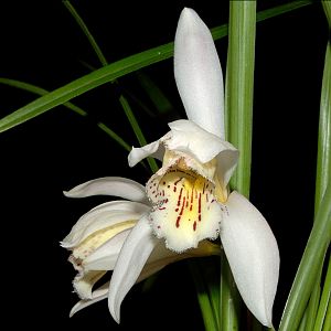 Cymbidium weshanense