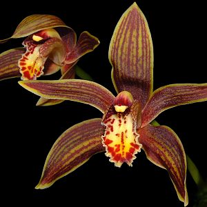 Cymbidium iridifolium
