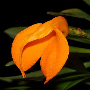 Masdevallia morochoi