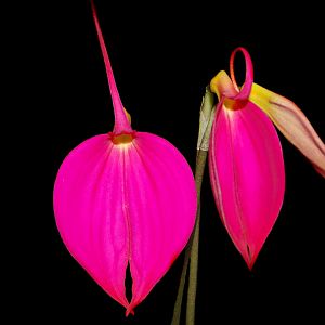 Masdevallia coccinea