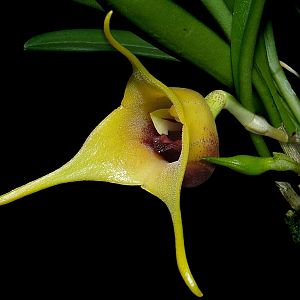 Masdevallia civilis
