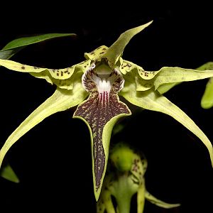 Dendrobium alexandrae