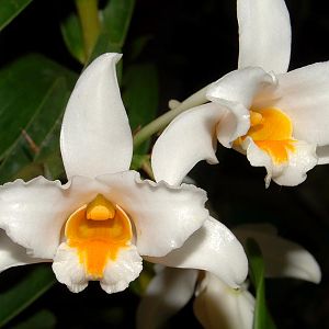Dendrobium kontumense