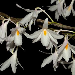 Dendrobium montanum