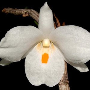 Dendrobium sculptum