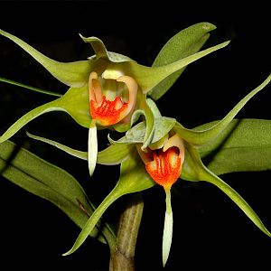 Dendrobium tobaense