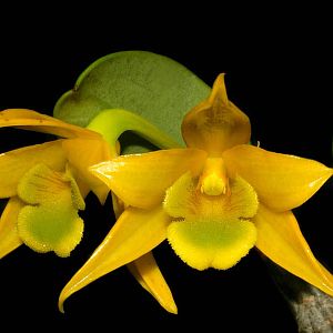 Dendrobium trigonopus