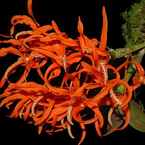 Dendrobium lamyaiae