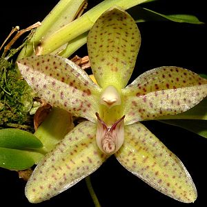 Stenia guttata