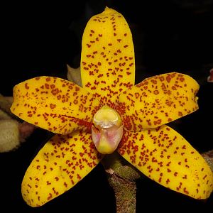 Dimorphorchis lowii