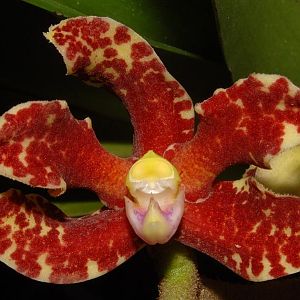Dimorphorchis lowii