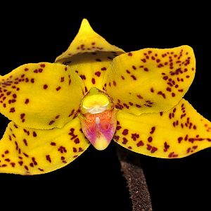 Dimorphorchis lowii