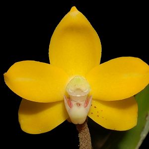 Dimorphorchis rossii