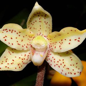 Dimorphorchis rossii