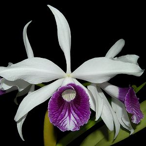 Laelia purpurata semialba