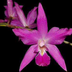 Laelia gouldiana