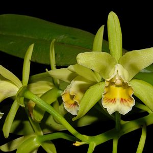 Cattleya mooreana