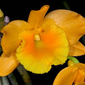 Dendrobium erytroglossum