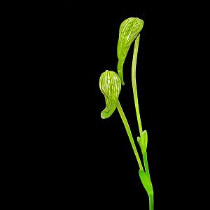 Phragmipedium caudatum