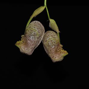 Coryanthes alborosea Zeitraffer