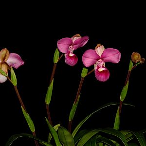 Phragmipedium kovachii