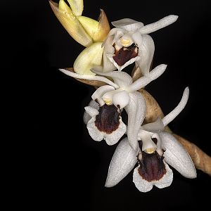 Coelogyne pulchella