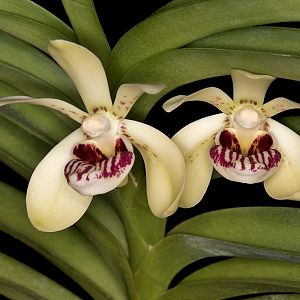 Vanda pumila