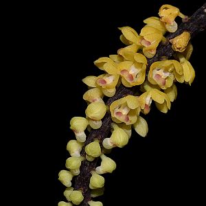 Pomatocalpa spicatum