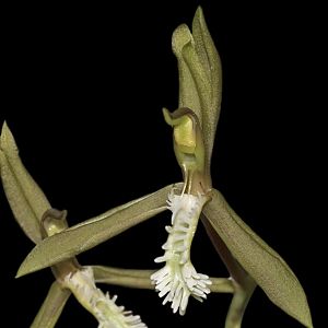 Catasetum cristatum