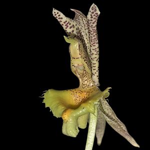 Catasetum fimbriatum